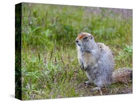 Ground squirrel, Chukchi Peninsula, Russian Far East-Keren Su-Stretched Canvas