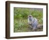 Ground squirrel, Chukchi Peninsula, Russian Far East-Keren Su-Framed Photographic Print