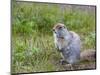 Ground squirrel, Chukchi Peninsula, Russian Far East-Keren Su-Mounted Photographic Print