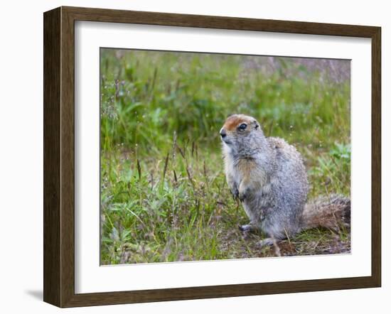 Ground squirrel, Chukchi Peninsula, Russian Far East-Keren Su-Framed Photographic Print