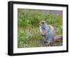 Ground squirrel, Chukchi Peninsula, Russian Far East-Keren Su-Framed Photographic Print