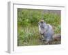 Ground squirrel, Chukchi Peninsula, Russian Far East-Keren Su-Framed Photographic Print