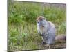 Ground squirrel, Chukchi Peninsula, Russian Far East-Keren Su-Mounted Photographic Print