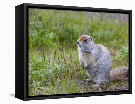 Ground squirrel, Chukchi Peninsula, Russian Far East-Keren Su-Framed Stretched Canvas