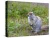 Ground squirrel, Chukchi Peninsula, Russian Far East-Keren Su-Stretched Canvas