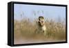 Ground squirrel eating grass - botswana-David Hosking-Framed Stretched Canvas