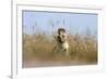 Ground squirrel eating grass - botswana-David Hosking-Framed Photographic Print