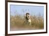 Ground squirrel eating grass - botswana-David Hosking-Framed Photographic Print