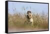 Ground squirrel eating grass - botswana-David Hosking-Framed Stretched Canvas