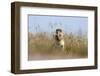 Ground squirrel eating grass - botswana-David Hosking-Framed Photographic Print