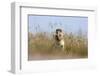 Ground squirrel eating grass - botswana-David Hosking-Framed Photographic Print