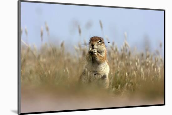 Ground squirrel eating grass - botswana-David Hosking-Mounted Photographic Print