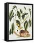 Ground Squirrel Natural History of Carolina, Florida and Bahamas-Mark Catesby-Framed Stretched Canvas