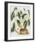 Ground Squirrel Natural History of Carolina, Florida and Bahamas-Mark Catesby-Framed Giclee Print