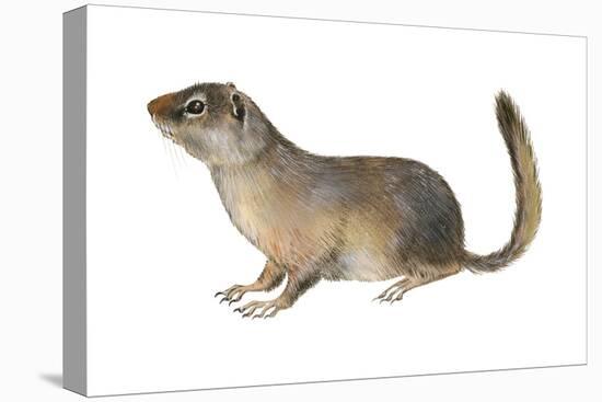 Ground Squirrel (Sciuridae), Mammals-Encyclopaedia Britannica-Stretched Canvas