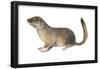 Ground Squirrel (Sciuridae), Mammals-Encyclopaedia Britannica-Framed Poster