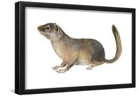 Ground Squirrel (Sciuridae), Mammals-Encyclopaedia Britannica-Framed Poster