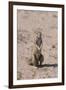 Ground Squirrel Standing Up-DLILLC-Framed Photographic Print