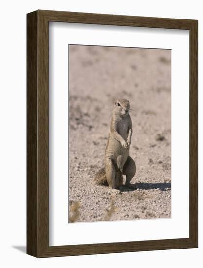 Ground Squirrel Standing Up-DLILLC-Framed Photographic Print