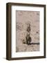 Ground Squirrel Standing Up-DLILLC-Framed Photographic Print