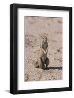 Ground Squirrel Standing Up-DLILLC-Framed Photographic Print