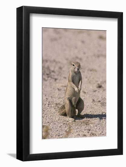 Ground Squirrel Standing Up-DLILLC-Framed Photographic Print