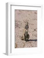 Ground Squirrel Standing Up-DLILLC-Framed Photographic Print