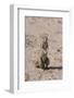 Ground Squirrel Standing Up-DLILLC-Framed Photographic Print