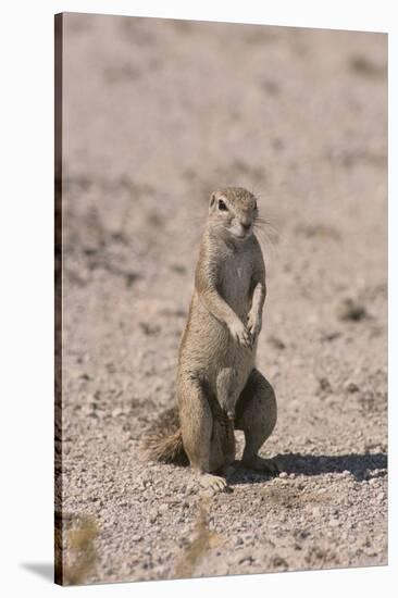 Ground Squirrel Standing Up-DLILLC-Stretched Canvas