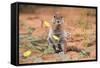Ground Squirrel (Xerus Inauris) Eating Devil's Thorn Flowers (Tribulus Zeyheri)-Ann and Steve Toon-Framed Stretched Canvas