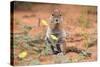 Ground Squirrel (Xerus Inauris) Eating Devil's Thorn Flowers (Tribulus Zeyheri)-Ann and Steve Toon-Stretched Canvas