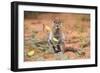 Ground Squirrel (Xerus Inauris) Eating Devil's Thorn Flowers (Tribulus Zeyheri)-Ann and Steve Toon-Framed Photographic Print