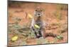 Ground Squirrel (Xerus Inauris) Eating Devil's Thorn Flowers (Tribulus Zeyheri)-Ann and Steve Toon-Mounted Photographic Print