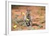 Ground Squirrel (Xerus Inauris) Eating Devil's Thorn Flowers (Tribulus Zeyheri)-Ann and Steve Toon-Framed Photographic Print