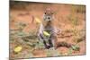 Ground Squirrel (Xerus Inauris) Eating Devil's Thorn Flowers (Tribulus Zeyheri)-Ann and Steve Toon-Mounted Photographic Print