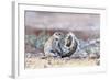 Ground Squirrel (Xerus Inauris) Sitting On Tail, Kgalagadi Transfrontier Park, Northern Cape-Ann & Steve Toon-Framed Photographic Print