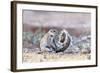 Ground Squirrel (Xerus Inauris) Sitting On Tail, Kgalagadi Transfrontier Park, Northern Cape-Ann & Steve Toon-Framed Photographic Print