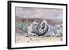 Ground Squirrel (Xerus Inauris) Sitting On Tail, Kgalagadi Transfrontier Park, Northern Cape-Ann & Steve Toon-Framed Photographic Print