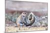 Ground Squirrel (Xerus Inauris) Sitting On Tail, Kgalagadi Transfrontier Park, Northern Cape-Ann & Steve Toon-Mounted Photographic Print