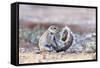 Ground Squirrel (Xerus Inauris) Sitting On Tail, Kgalagadi Transfrontier Park, Northern Cape-Ann & Steve Toon-Framed Stretched Canvas