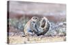 Ground Squirrel (Xerus Inauris) Sitting On Tail, Kgalagadi Transfrontier Park, Northern Cape-Ann & Steve Toon-Stretched Canvas