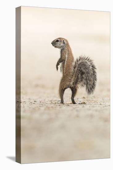 Ground Squirrel (Xerus Inauris) Standing Upright, Kgalagadi Transfrontier Park, Northern Cape-Ann and Steve Toon-Stretched Canvas