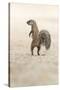 Ground Squirrel (Xerus Inauris) Standing Upright, Kgalagadi Transfrontier Park, Northern Cape-Ann and Steve Toon-Stretched Canvas