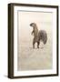 Ground Squirrel (Xerus Inauris) Standing Upright, Kgalagadi Transfrontier Park, Northern Cape-Ann and Steve Toon-Framed Photographic Print