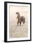 Ground Squirrel (Xerus Inauris) Standing Upright, Kgalagadi Transfrontier Park, Northern Cape-Ann and Steve Toon-Framed Photographic Print