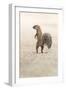 Ground Squirrel (Xerus Inauris) Standing Upright, Kgalagadi Transfrontier Park, Northern Cape-Ann and Steve Toon-Framed Photographic Print