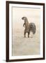 Ground Squirrel (Xerus Inauris) Standing Upright, Kgalagadi Transfrontier Park, Northern Cape-Ann and Steve Toon-Framed Photographic Print