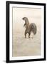 Ground Squirrel (Xerus Inauris) Standing Upright, Kgalagadi Transfrontier Park, Northern Cape-Ann and Steve Toon-Framed Photographic Print