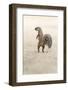 Ground Squirrel (Xerus Inauris) Standing Upright, Kgalagadi Transfrontier Park, Northern Cape-Ann and Steve Toon-Framed Photographic Print