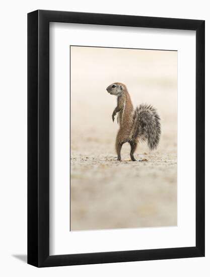 Ground Squirrel (Xerus Inauris) Standing Upright, Kgalagadi Transfrontier Park, Northern Cape-Ann and Steve Toon-Framed Photographic Print